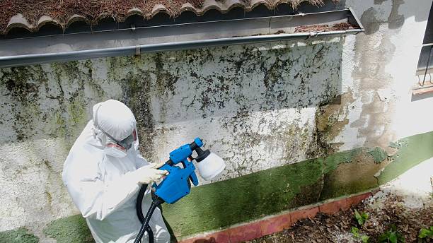 Top rated local Mold Remediation specialists in Duncanville, TX